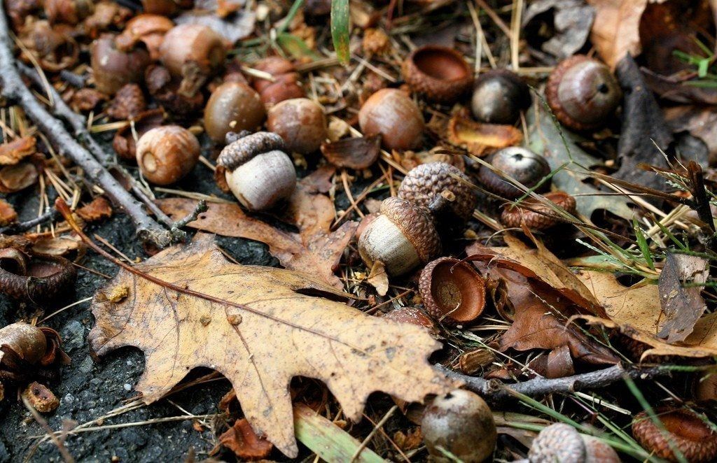 Acorns scattered among autumn leaves