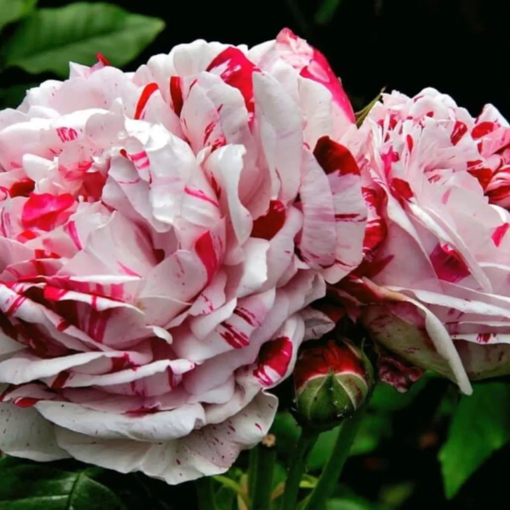 Variegata di Bologna roses — white with crimson stripes